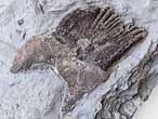 Fossile d'caille ganoide de Poisson Lepidotes maximus du jurassique Boulonnais